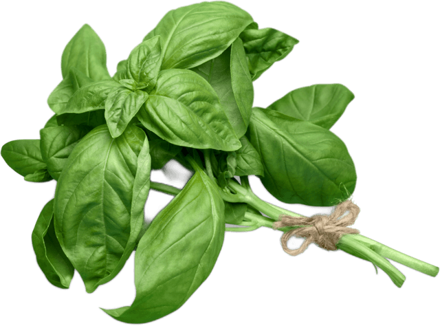 Feuilles de basilic frais